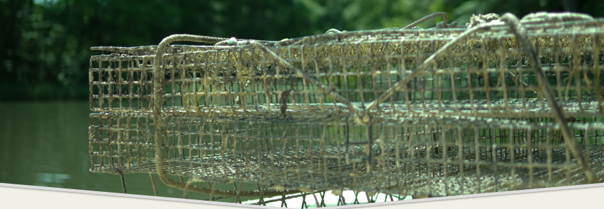 Oyster Cages